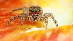 Страшный паук