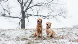 Счастливые собаки на поле