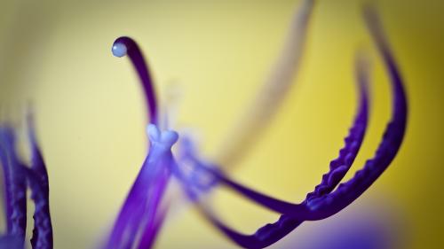 Тибухина макро цветы обои