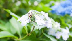 Улитки, зеленые растения, цветы, обои hd, бесплатно