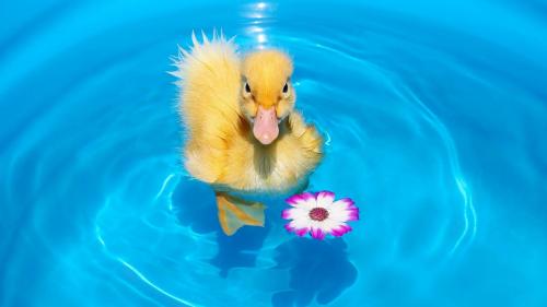 Утенок, Цветочная вода, HD бесплатно, заставки