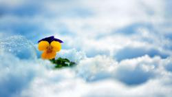 Фиалка в снегу