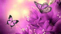 Фиолетовые цветы и бабочки