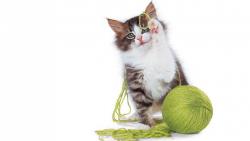 Фоны кота играющегося с клубочком