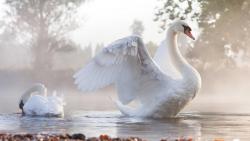 Фото белые лебеди на пруду на рабочий стол