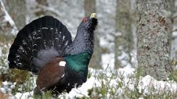 Фото высокого разрешения с прекрасным глухарем