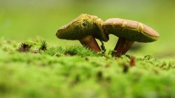 Фото в стиле макро замечательных грибочков