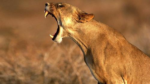 Фото львицы высокого качества для рабочего стола скачать