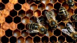 Фото пчелиных сот