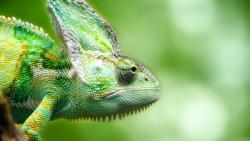 Хамелеон, Лес, Ящерица, картинки, HD