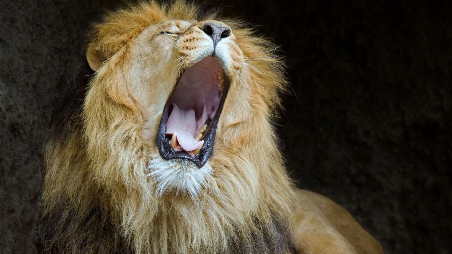 Хищник лев картинки на рабочий стол