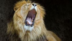 Хищник лев картинки на рабочий стол