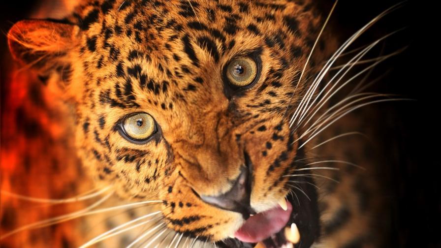 Хищник леопард заставки на рабочий стол hd