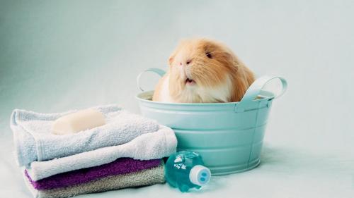 Хомяк моется и вытирается полотенцами обои hd бесплатно