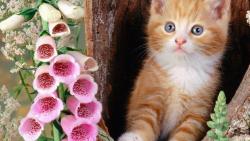Цветы, кошки, животные, котята, HD