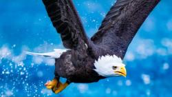 Широкоформатная заставка орла в полете