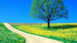 Широкоформатные обои HD летняя дорожка