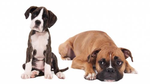 Щенки, собаки, боксер, фотосессия, фоны, заставки