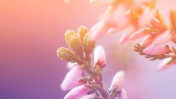 Яркие цветы на солнце картинки на рабочий стол