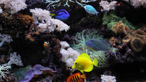 аквариумные рыбки, кораллы