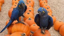 ара, попугай, птица, тропический, тыква, хэллоуин, Halloween