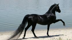 вороной скакун