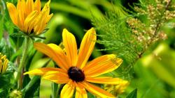 желтые цветы