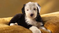 животное собака обои