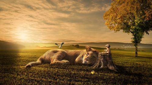 закат, малыш, сон, лев