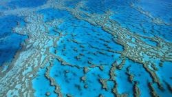 коралловые образования, Харди, риф, картинки