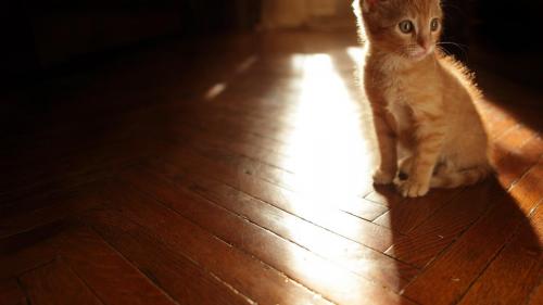 котики картинки