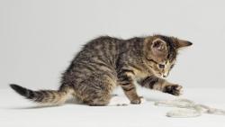 котята, кошки, котенок, мило