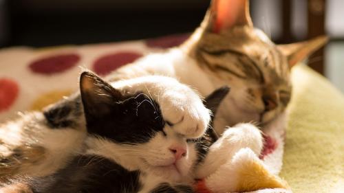 котята спят