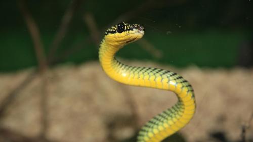 красивая зеленая дикая змея скачать