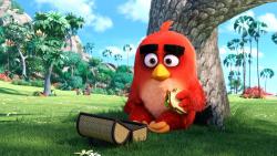 красный, red, angry birds, movie, Энгри Бердс, птичка, обои, HD, фильм