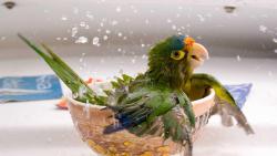 купание попугая