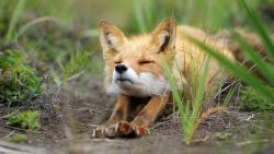 лиса в засаде для стола картинки бесплатно скачать