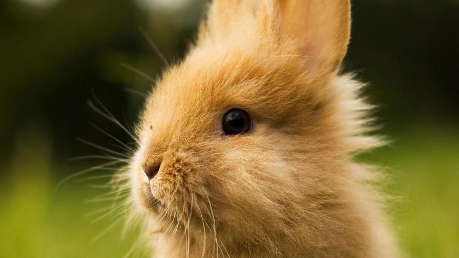 милый зайчик обои на стол