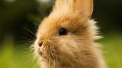 милый зайчик обои на стол