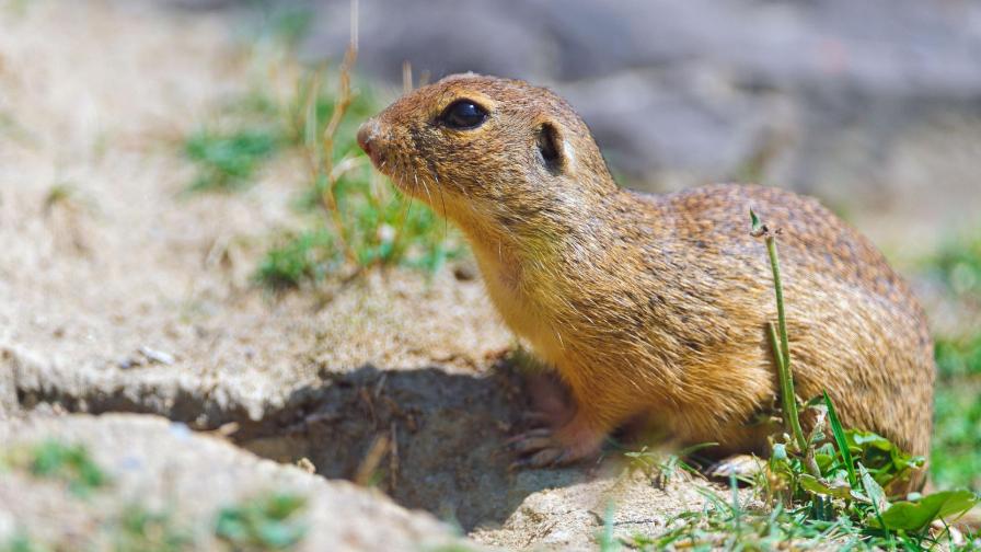 милый суслик