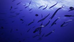 морская фауна фото