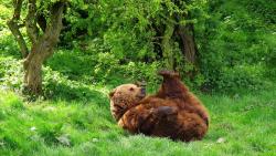 обои медведь скачать бесплатно