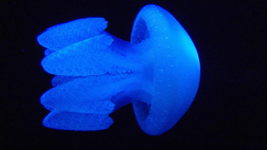 океан фон медузы HD