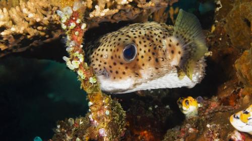 подводные рыбки, океан, морские обитатели, картинки