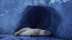 полярный медведь спит