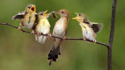 птицы, питающиеся