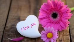 розовые маргаритки, сердце, любовь, романтика, настроение