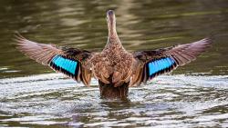 скачать картинку утки