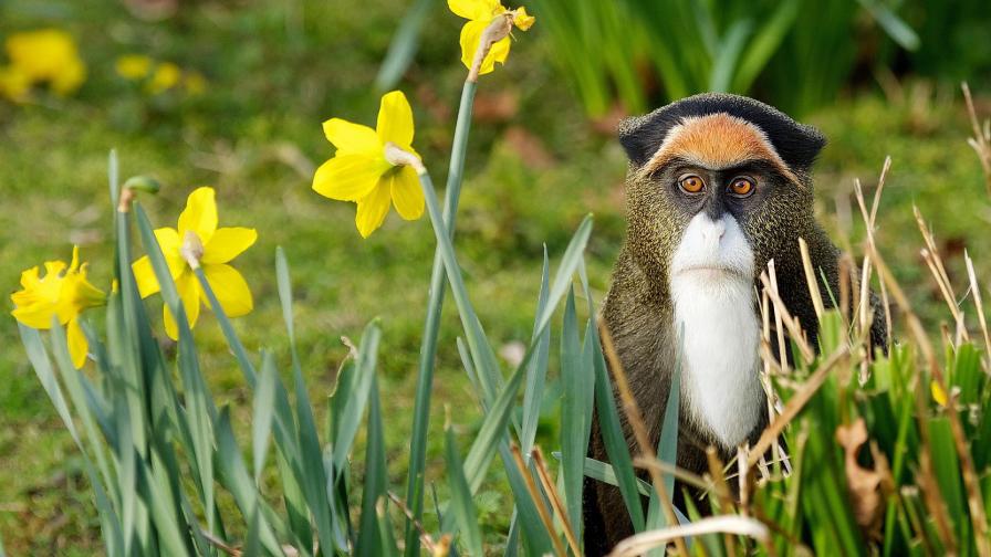 смешно обезьяна картинки для рабочего стола