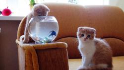смешные котята ловят рыбу